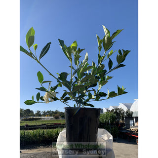 Gardenia Florida 200Mm Pot Plants