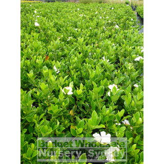 Gardenia Florida 200Mm Pot Plants