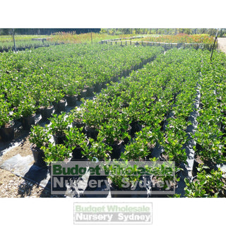 Gardenia Florida 200Mm Pot Plants