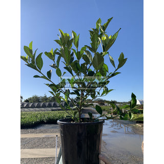 Gardenia Florida 200Mm Pot Plants