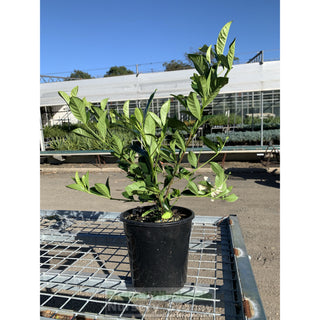 Gardenia Florida 200Mm Pot Plants
