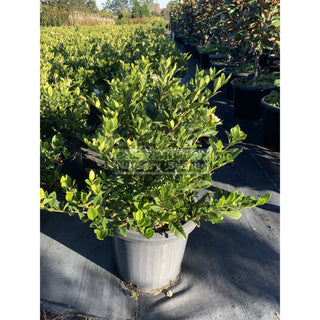Gardenia Florida Advanced 300Mm Pot Plants