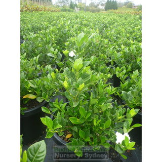 Gardenia Florida Advanced 300Mm Pot Plants