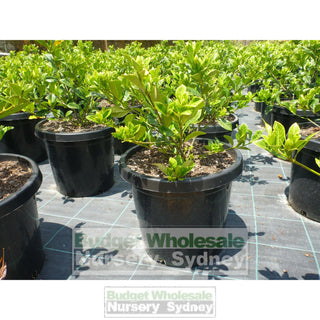Gardenia Florida Advanced 300Mm Pot Plants