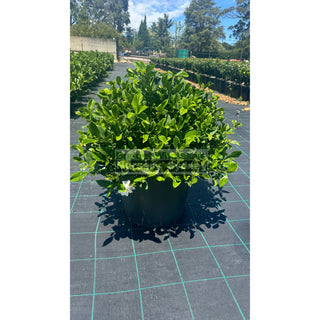 Gardenia Florida Advanced 300Mm Pot / 25L Plants