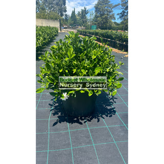 Gardenia Florida Advanced 300Mm Pot / 25L Plants