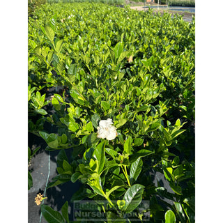 Gardenia Florida Advanced 300Mm Pot / 25L Plants