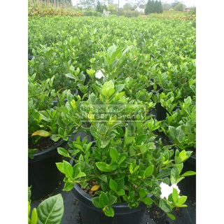 Gardenia Florida Advanced 300Mm Pot Plants