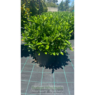Gardenia Florida Super Advanced Xxl 400Mm Pot Plants