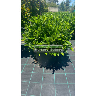Gardenia Florida Super Advanced Xxl 400Mm Pot Plants