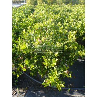 Gardenia Florida Xxl 400Mm Pot Plants