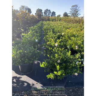 Gardenia Florida Super Advanced Xxl 400Mm Pot Plants