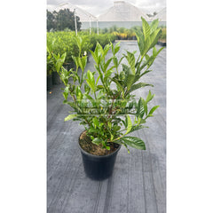 Gardenia Magnifica 200Mm Pot Plants