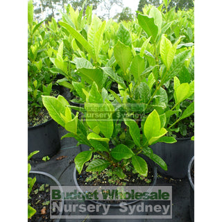 Gardenia Magnifica 200Mm Pot Plants