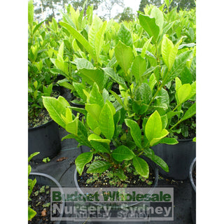 Gardenia Magnifica 200Mm Pot Plants