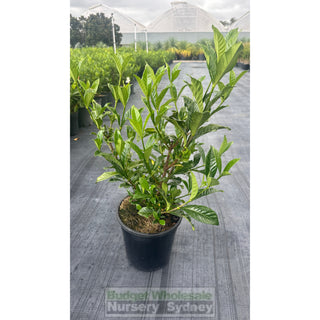 Gardenia Magnifica 200Mm Pot Plants