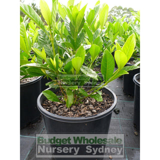 Gardenia Magnifica 200Mm Pot Plants