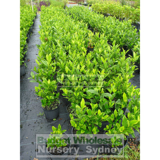 Gardenia Magnifica 200Mm Pot Plants
