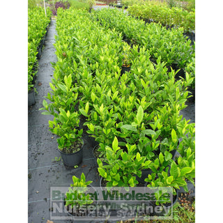 Gardenia Magnifica 200Mm Pot Plants