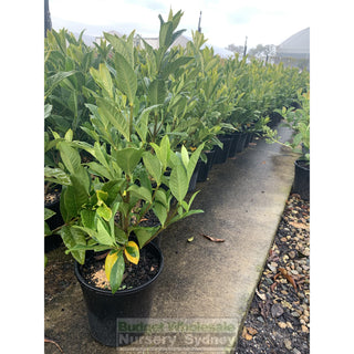 Gardenia Magnifica 200Mm Pot Plants