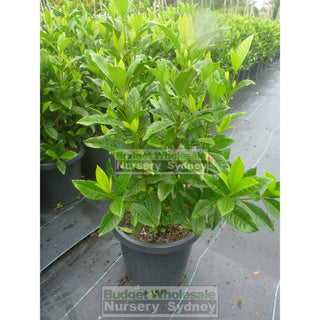 Gardenia Magnifica Large 300Mm Pot Plants