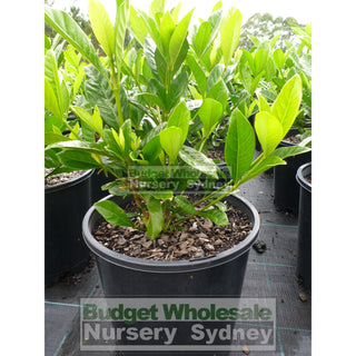 Gardenia Magnifica Large 300Mm Pot Plants