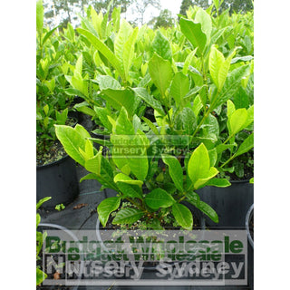 Gardenia Magnifica Large 300Mm Pot Plants