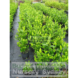 Gardenia Magnifica Large 300Mm Pot Plants