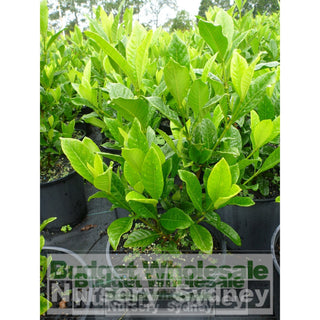 Gardenia Magnifica Large 300Mm Pot Plants