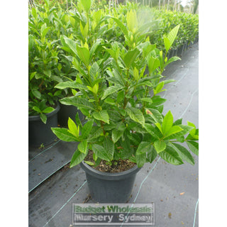 Gardenia Magnifica Large 300Mm Pot Plants