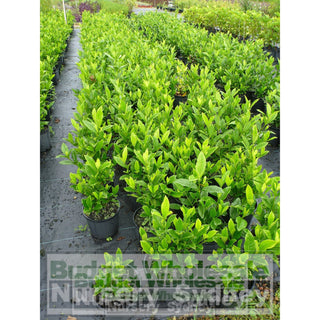 Gardenia Magnifica Large 300Mm Pot Plants