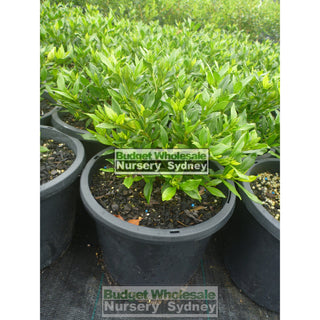 Gardenia Radicans 200Mm Pot Plants
