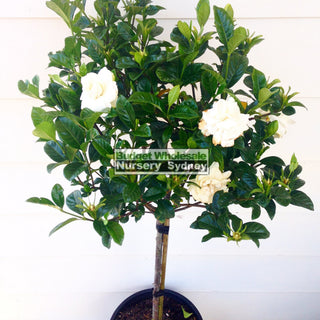 Gardenia Standards Large 300Mm Pots Default Type