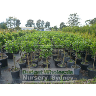 Gardenia Standards Large 300Mm Pots Default Type