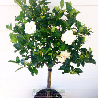 Gardenia Standards Large 300Mm Pots Default Type