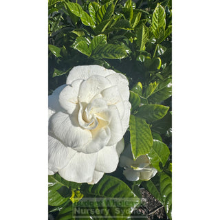 Gardenia Standards Small 200Mm Pots Default Type