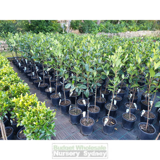 Gardenia Standards Small 200Mm Pots Default Type