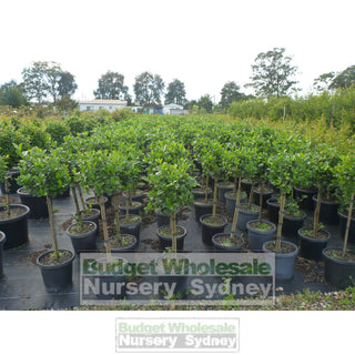 Gardenia Standards Large 300Mm Pots Default Type