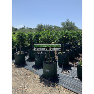Gardenia Standards Super Large 100L Pots Default Type