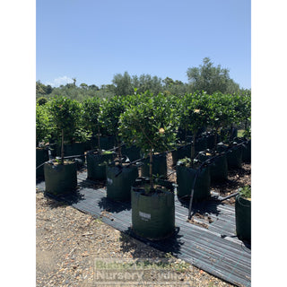 Gardenia Standards Super Large 100L Pots Default Type