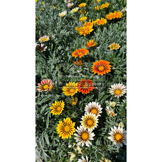 Gazania Frosty Mixed 140Mm Pot Plants