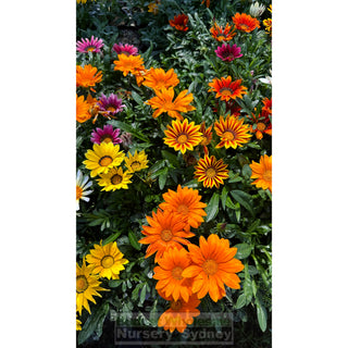 Gazania Hybrids 140Mm Pot Plants
