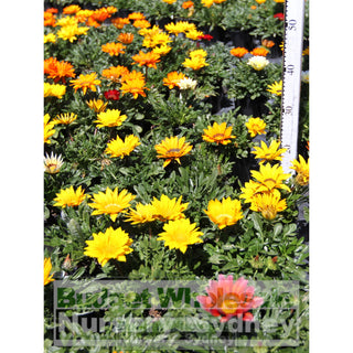 Gazania Hybrids 140Mm Pot Plants