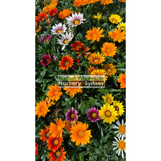 Gazania Hybrids 140Mm Pot Plants