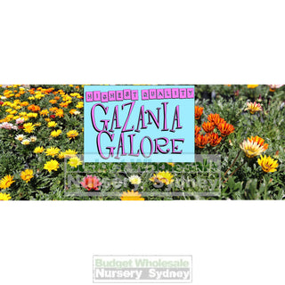 Gazania Hybrids 140Mm Pot Plants