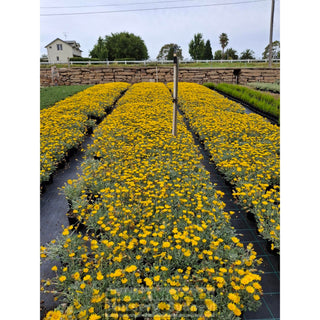Gazania Tomentosa 140Mm Pot Plants