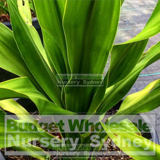 Giant Spear Lilly Large 400Mm Pot Doryanthes Palmeri Plants