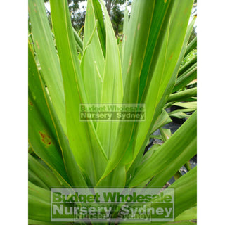 Giant Spear Lilly Large 400Mm Pot Doryanthes Palmeri Plants