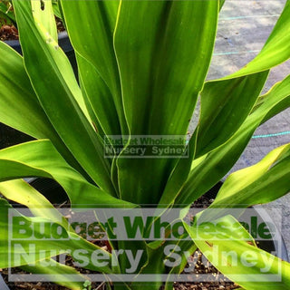 Giant Spear Lilly Large 400Mm Pot Doryanthes Palmeri Plants