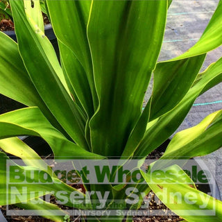 Giant Spear Lilly Large 400Mm Pot Doryanthes Palmeri Plants